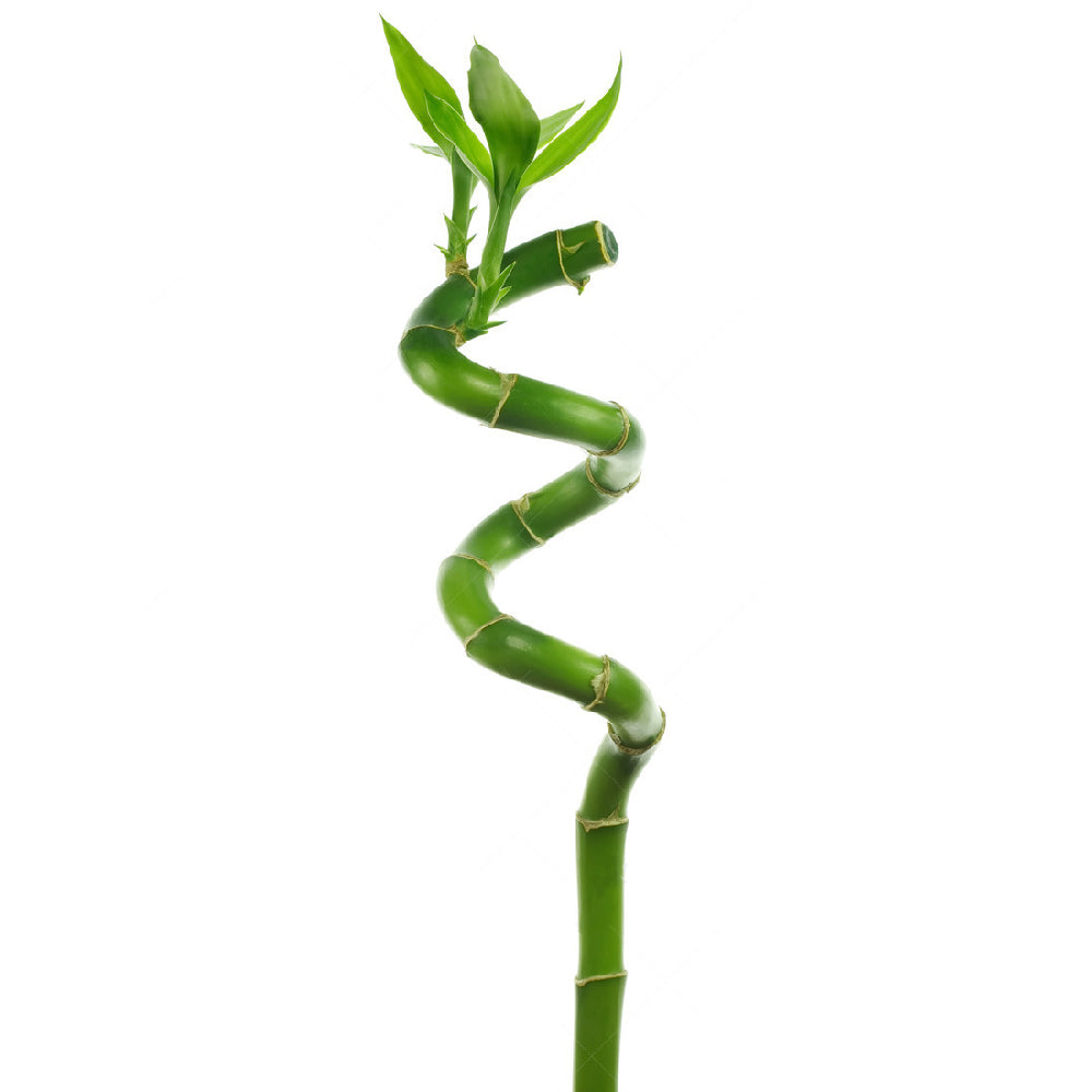 Lucky Bamboo (30cm)