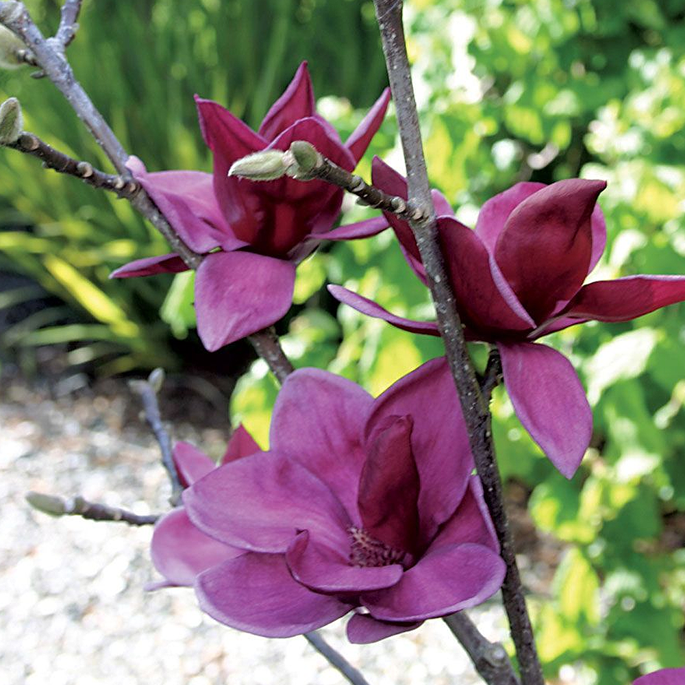 Magnolia Genie Tree (12L, 5-6ft)