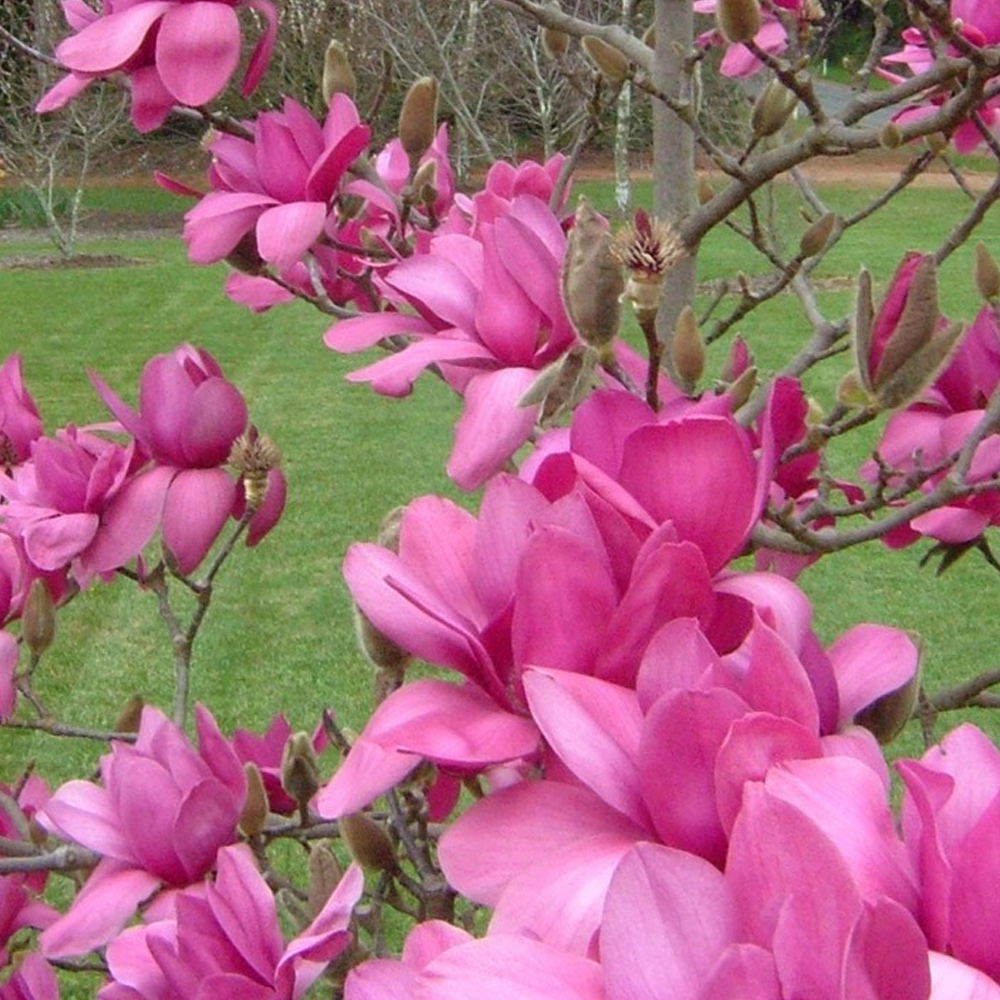 Magnolia Genie Tree (12L, 5-6ft)