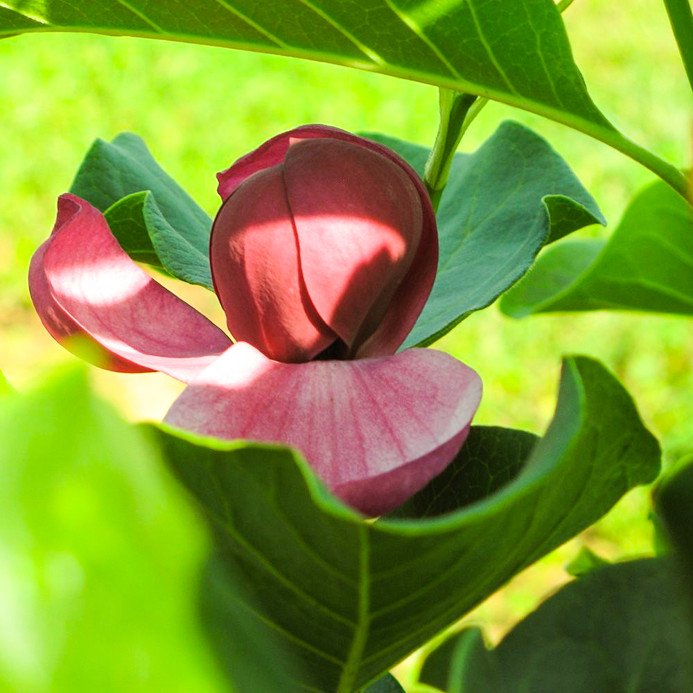 Magnolia Genie Tree (12L, 5-6ft)