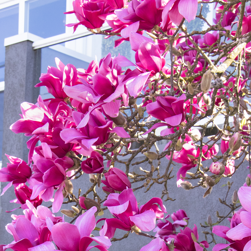Magnolia Genie Tree (12L, 5-6ft)