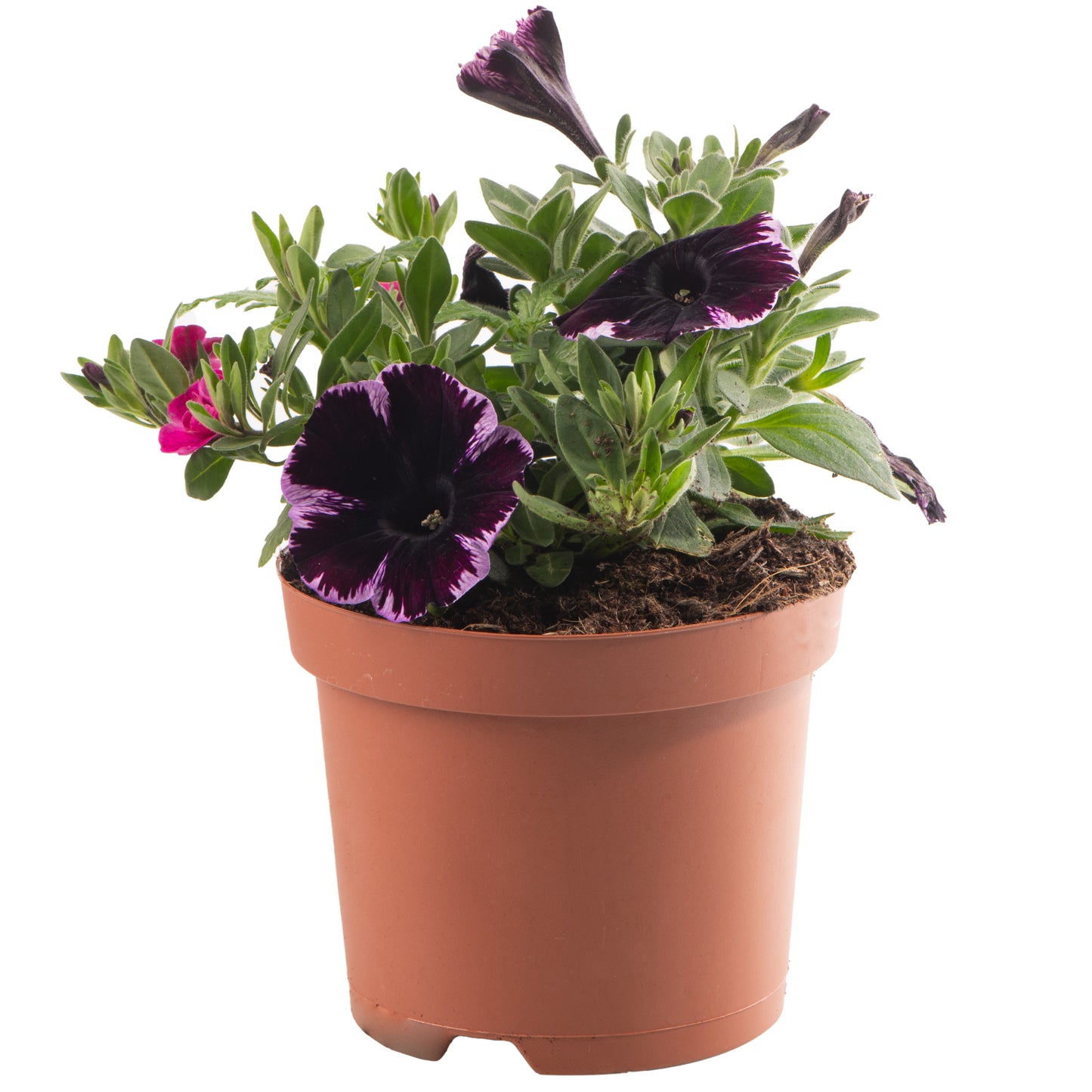 Basket Plants - Trio Marvelous Jewel (13cm)