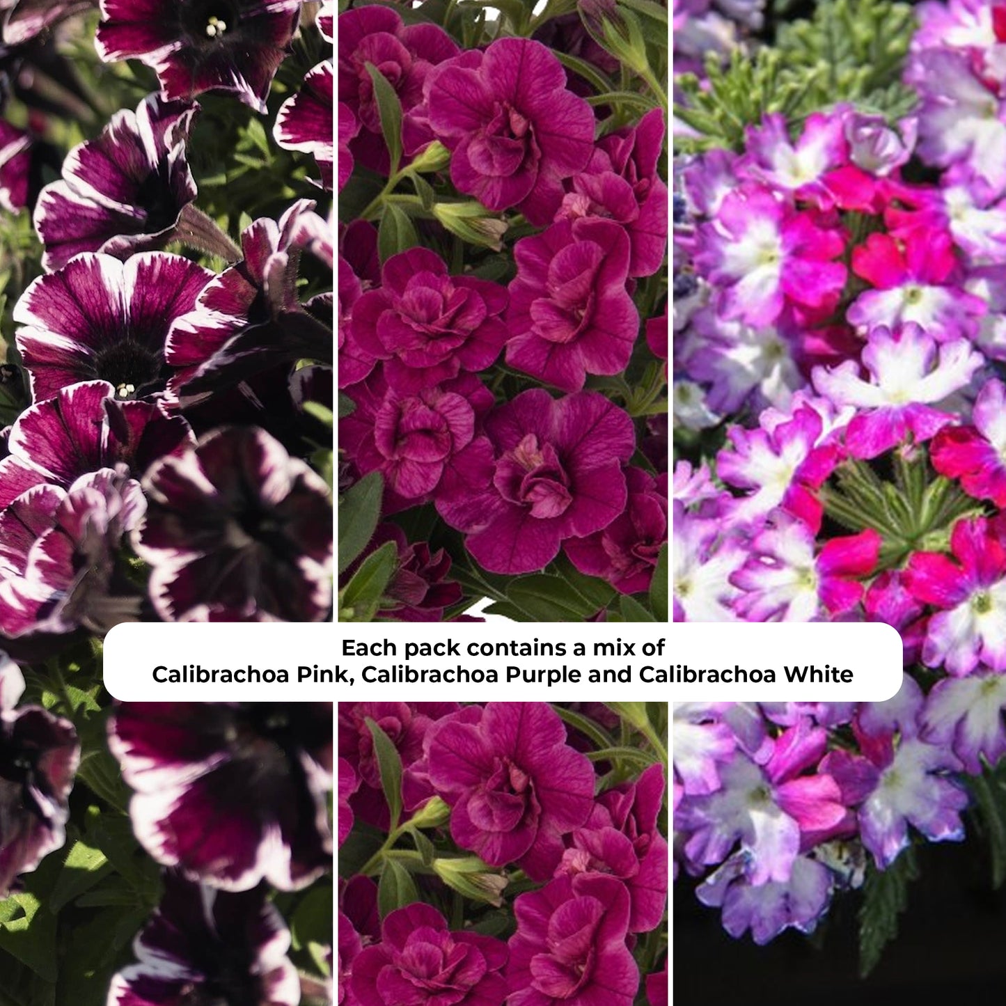 Basket Plants - Trio Marvelous Jewel (13cm)