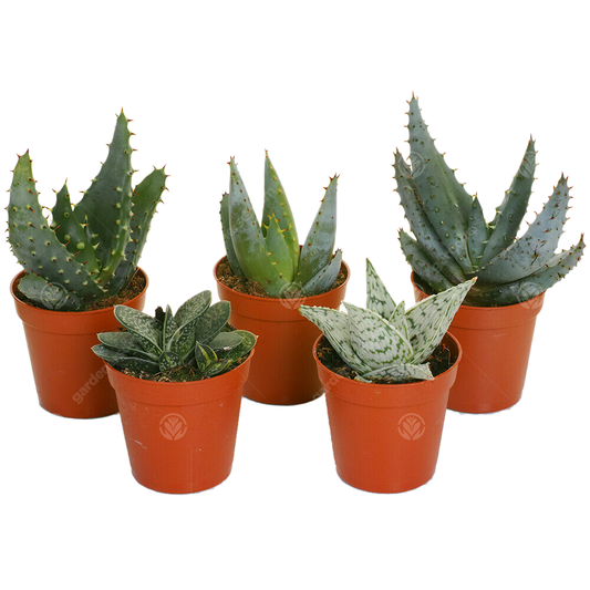 Aloe Mix In Showbox (5.5cm, 5 plants)