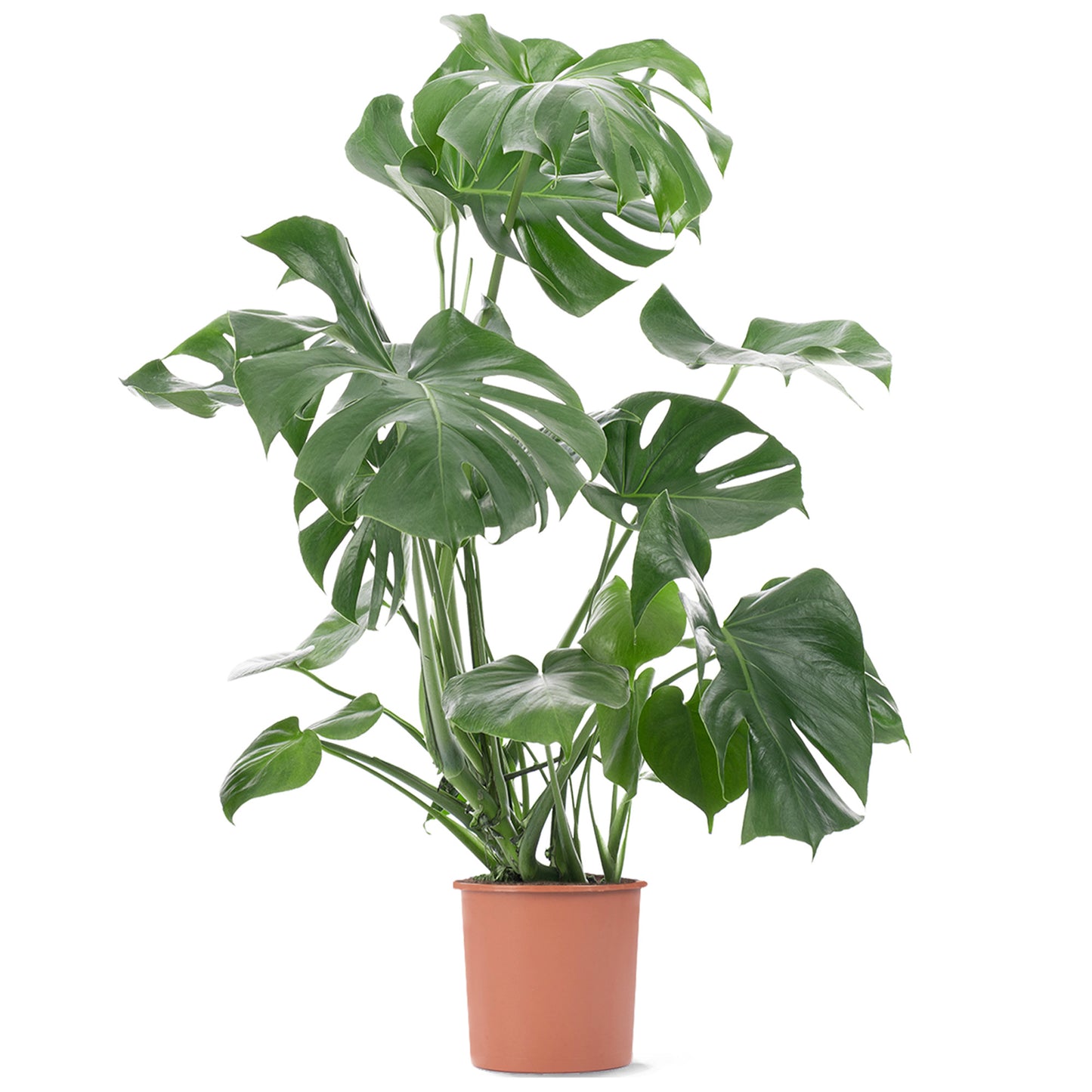 Monstera Deliciosa
