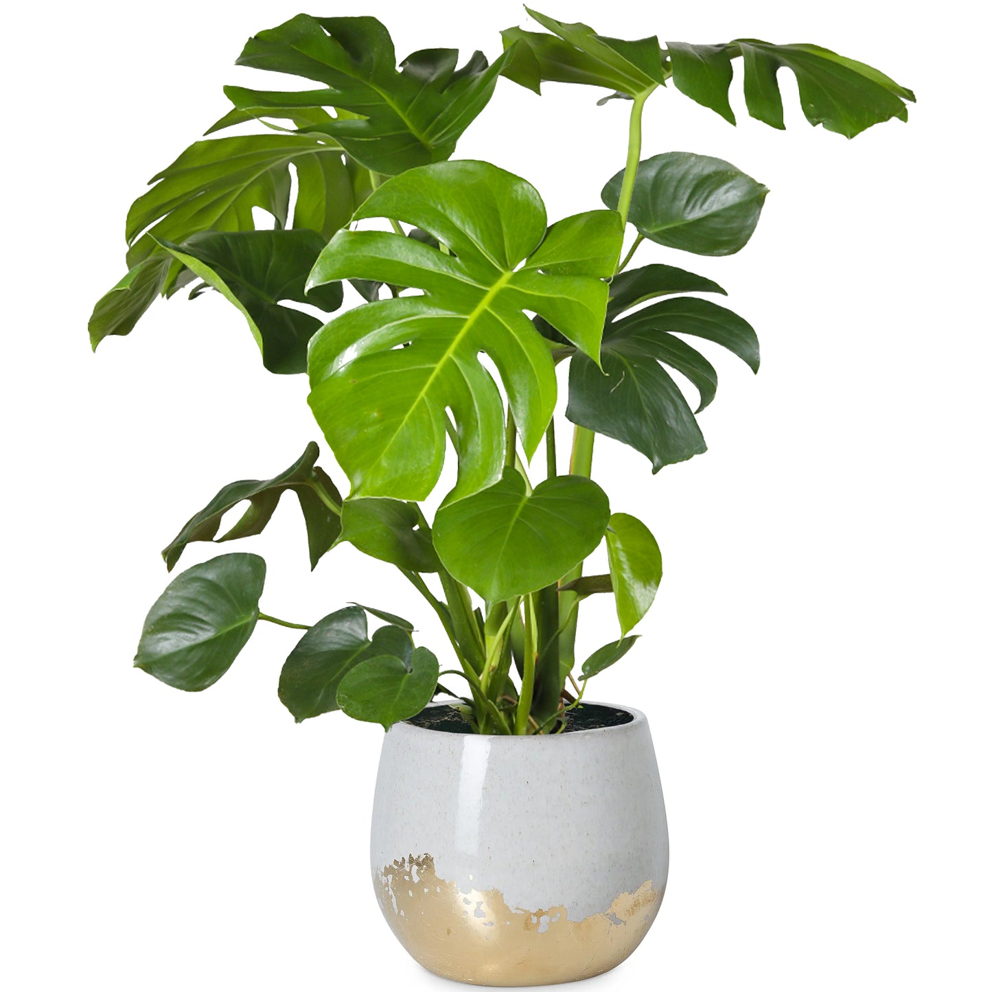 Monstera Deliciosa (14cm) V7