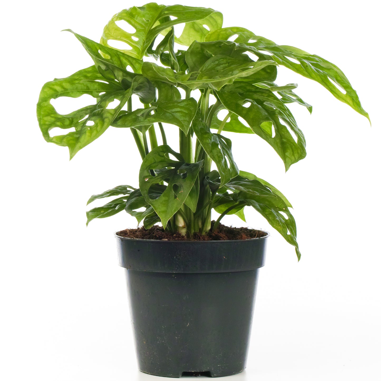 Monstera Obliqua (12cm) V5