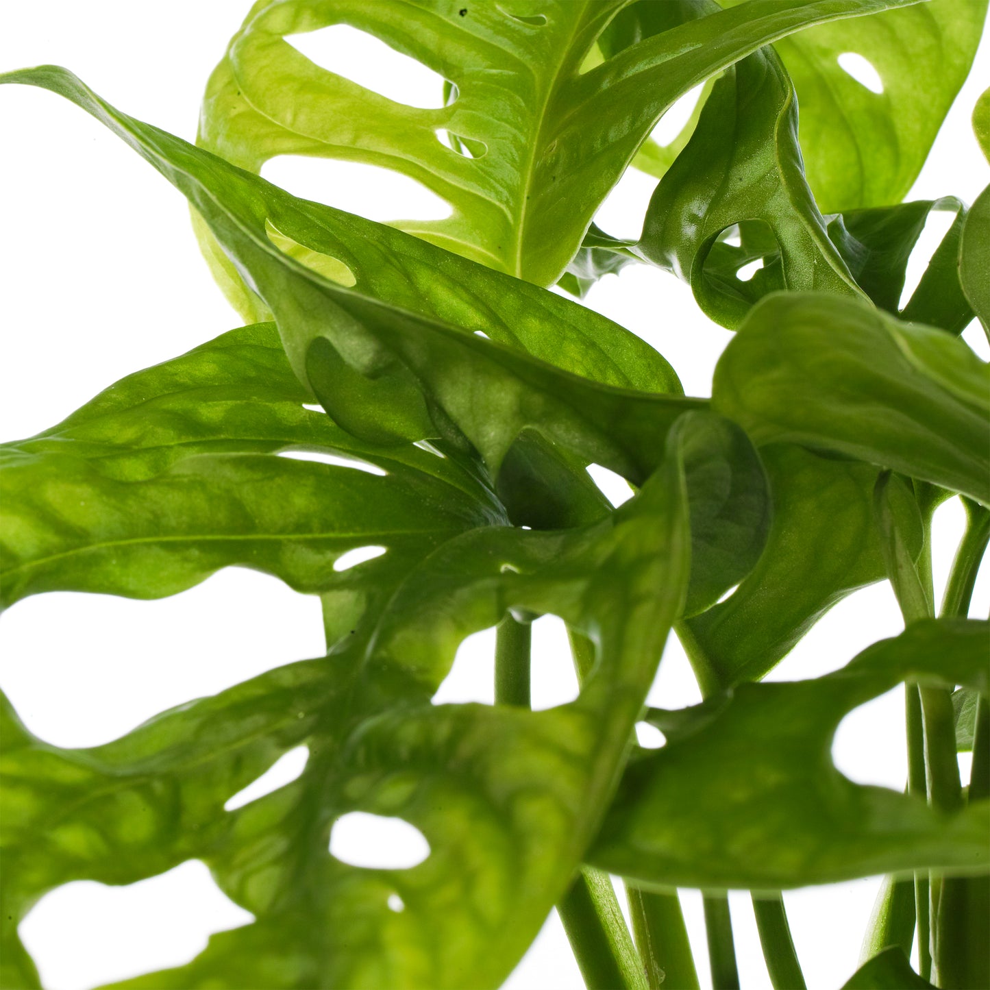 Monstera Obliqua (12cm) V5