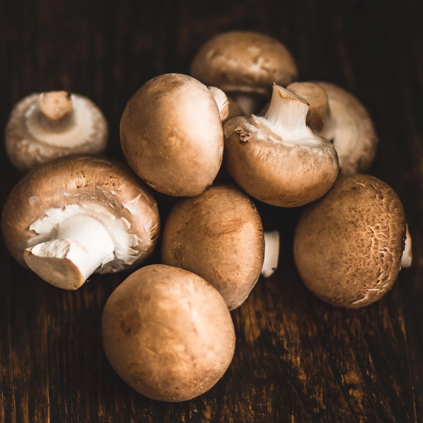 Mushroom Kit - Brown Cremini V3
