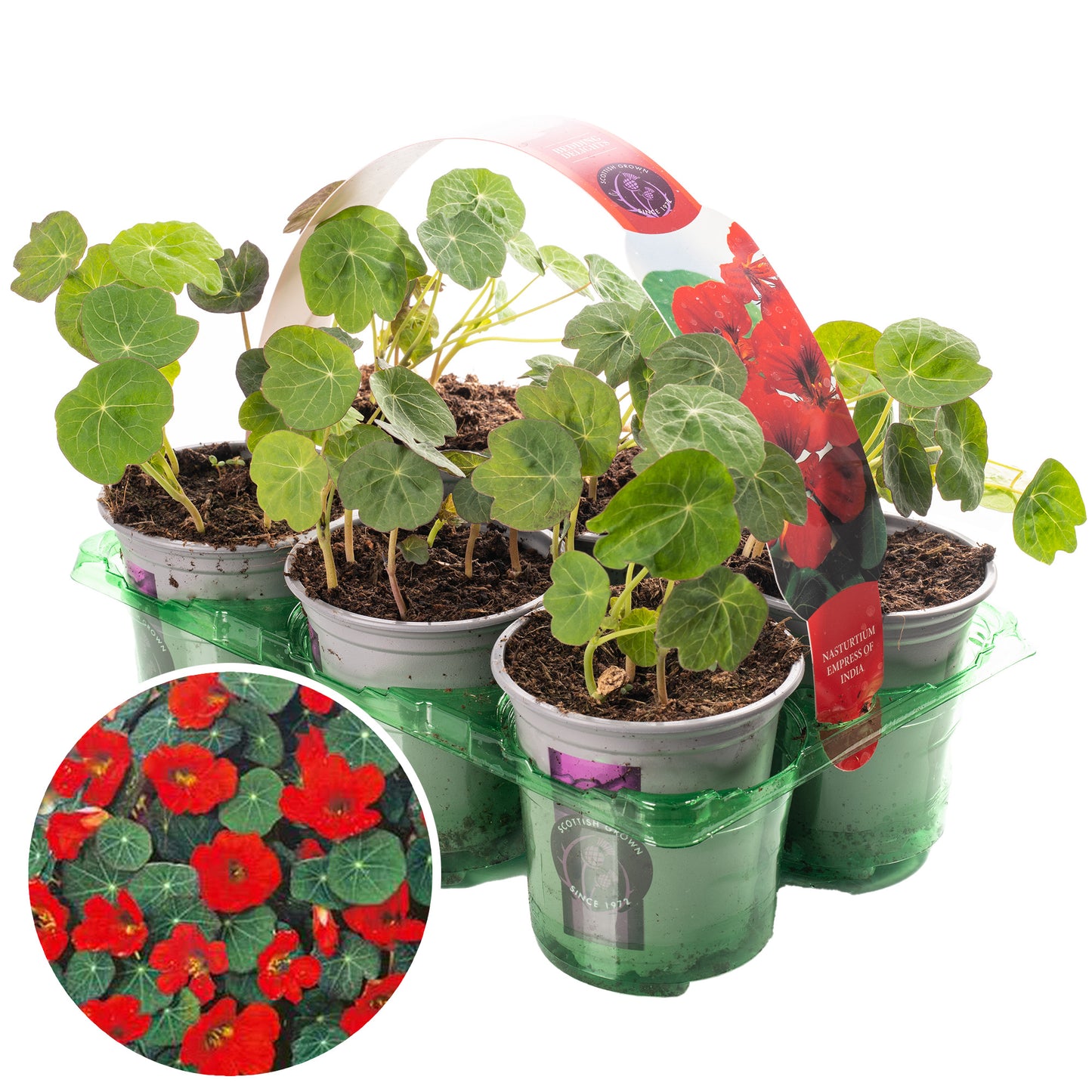 Bedding Plants - Nasturtium Empress of India (9cm, Pack of 6)