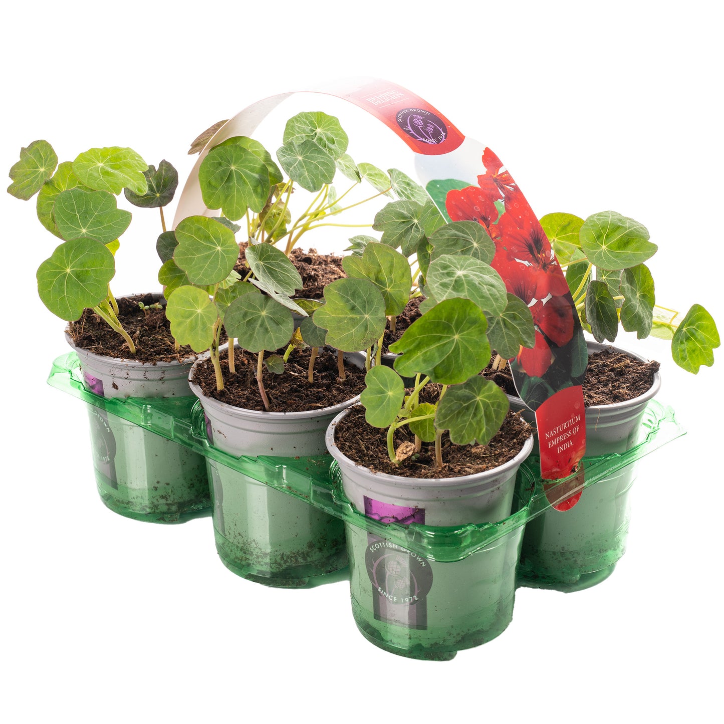 Bedding Plants - Nasturtium Empress of India (9cm, Pack of 6)