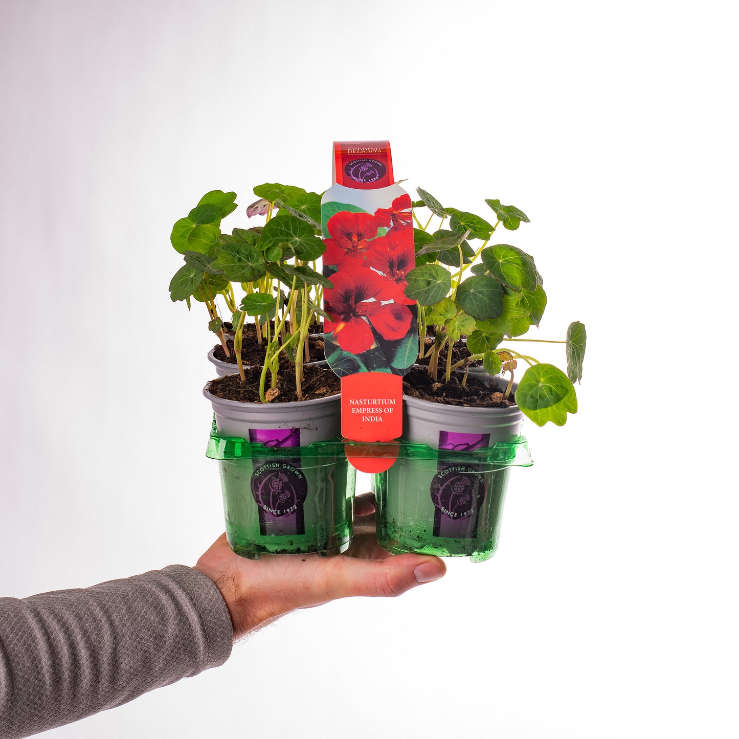 Bedding Plants - Nasturtium Empress of India (9cm, Pack of 6)