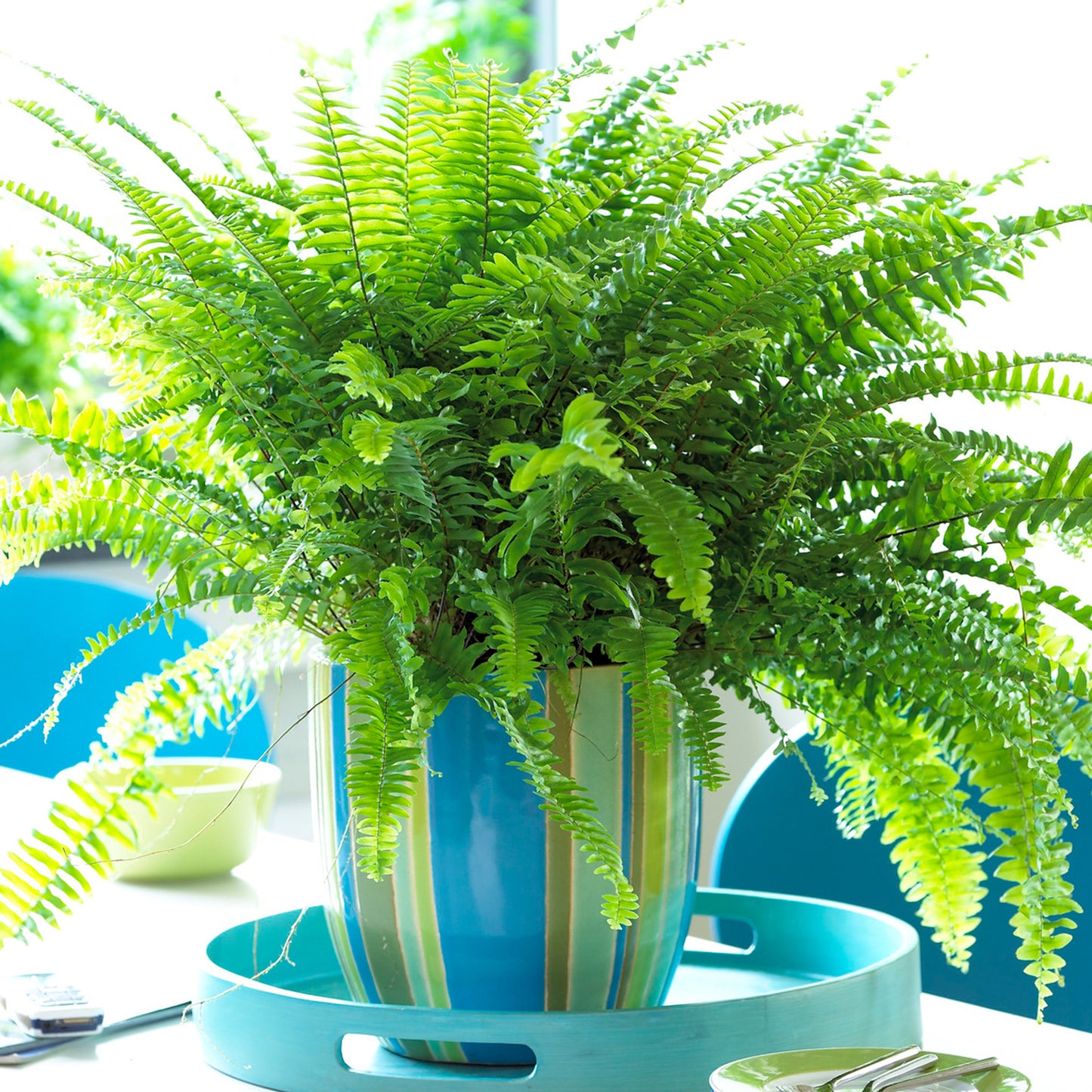 Nephrolepis Boston Fern (12cm) V7