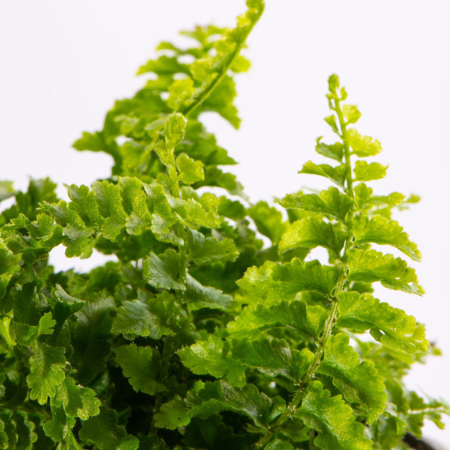 Baby Plants - Nephrolepis Exaltata Fluffy Ruffle