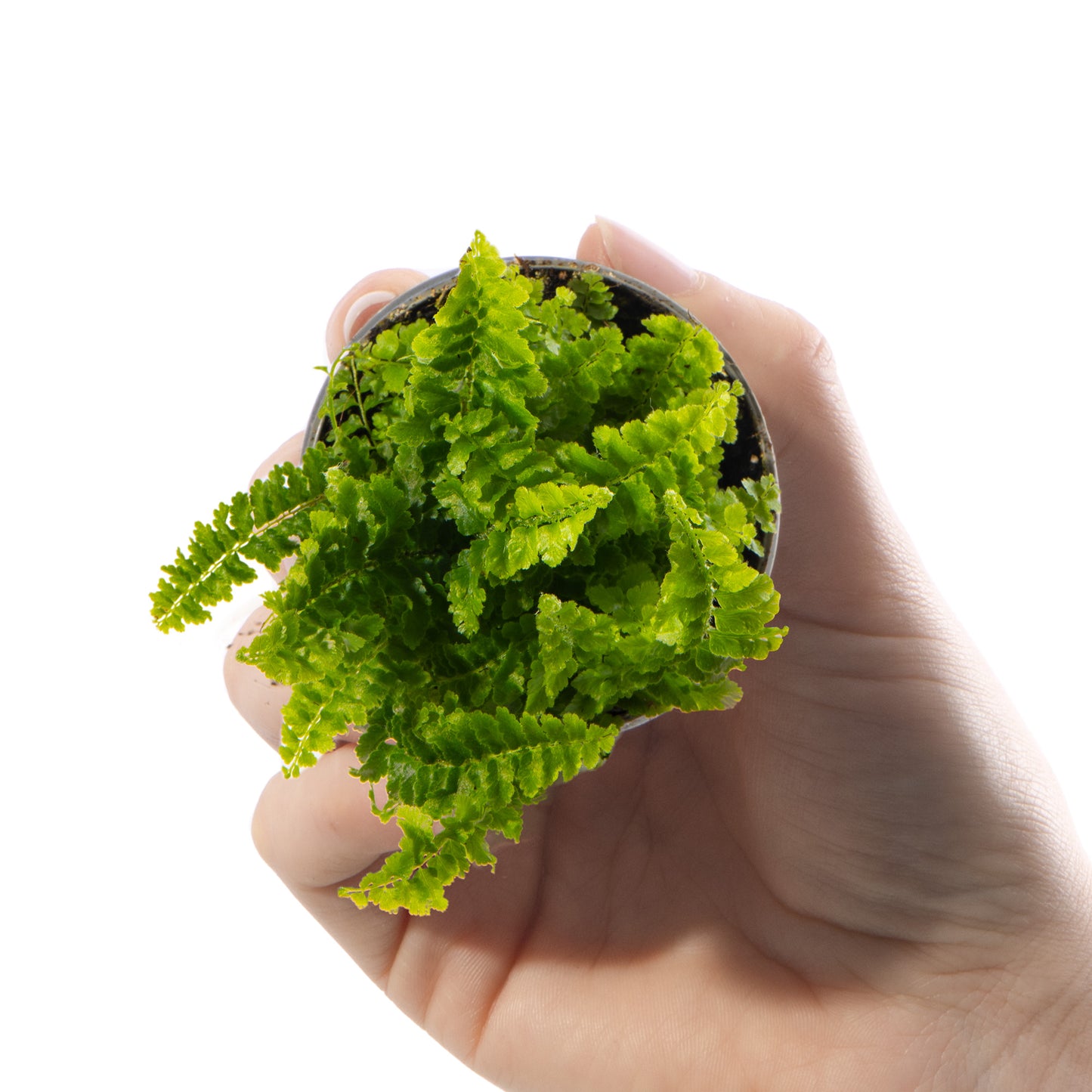 Baby Plants - Nephrolepis Exaltata Fluffy Ruffle
