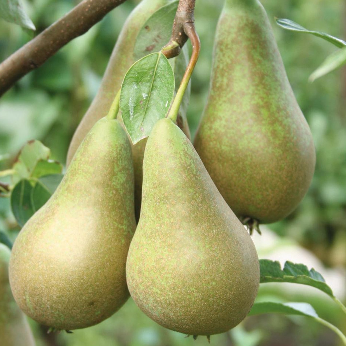 Duo Pear Patio Tree (5L, 2-3ft)