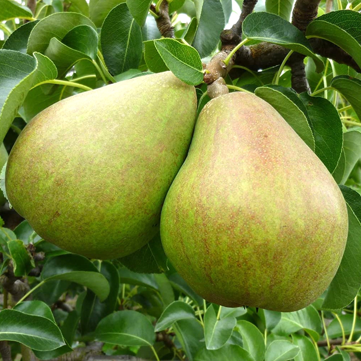 Duo Pear Patio Tree (5L, 2-3ft)