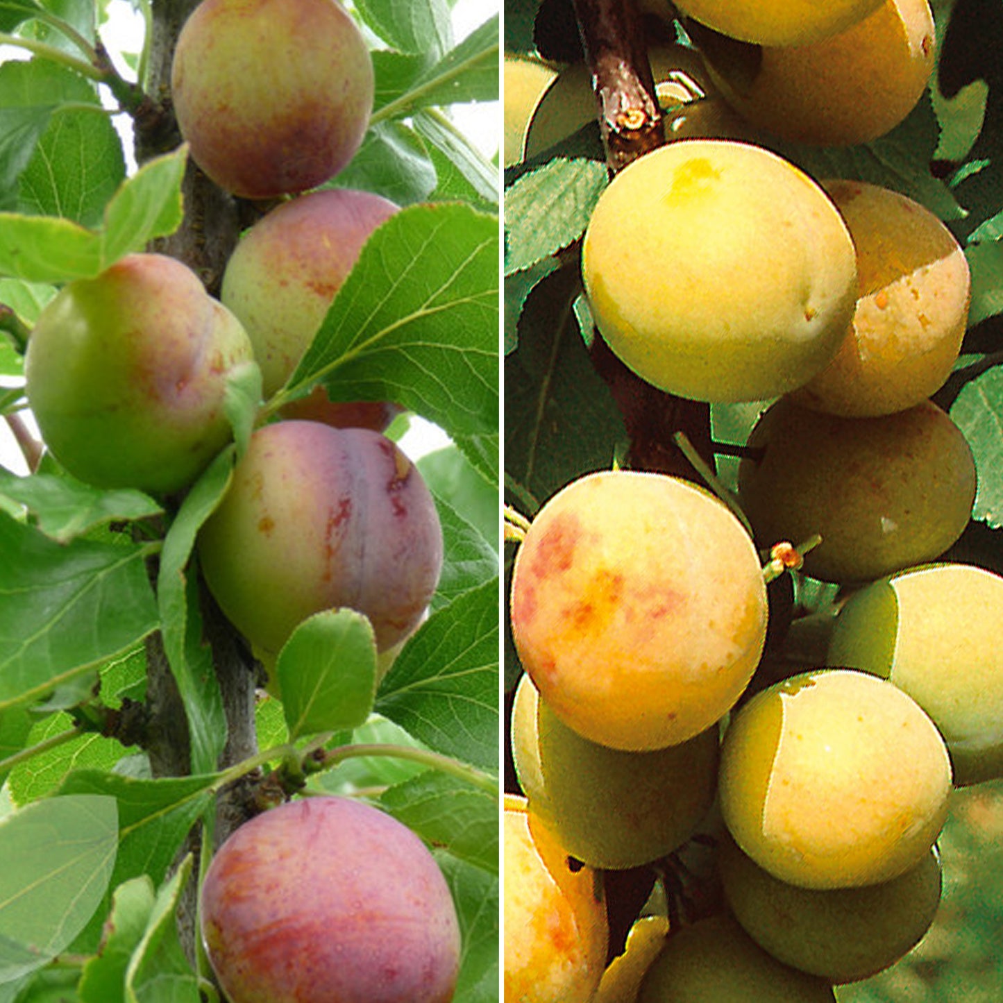 Duo Plum Patio Tree (5L, 2-3ft)