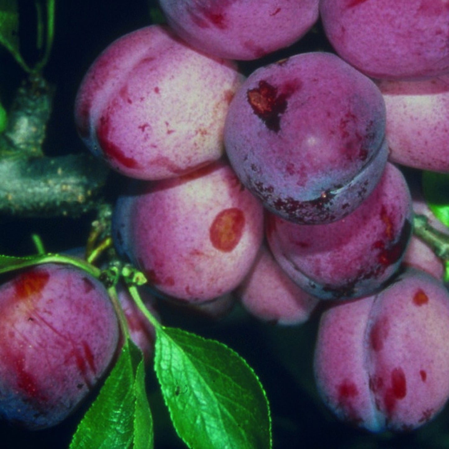 Duo Plum Patio Tree (5L, 2-3ft)