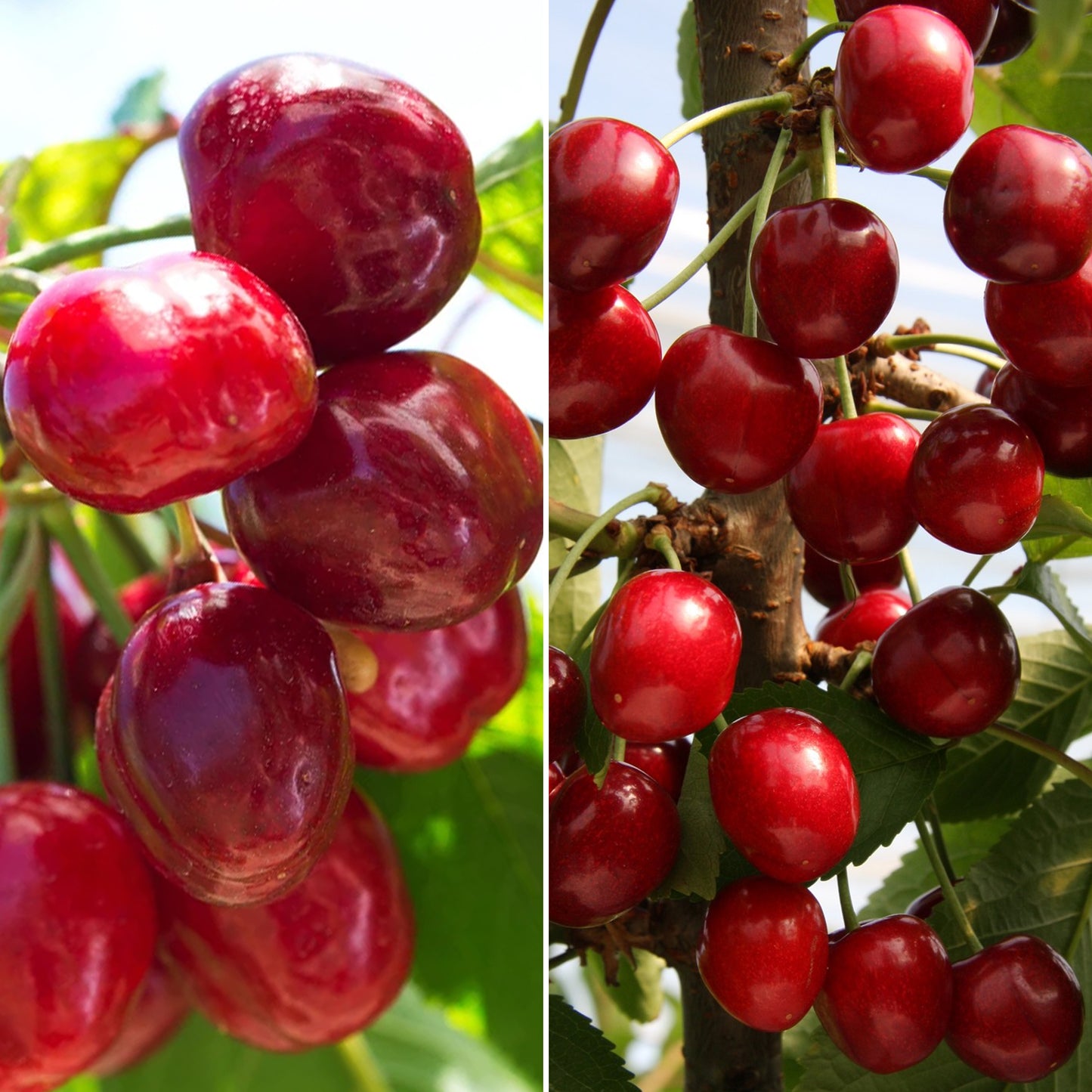 Duo Cherry Patio Tree (5L, 2-3ft)