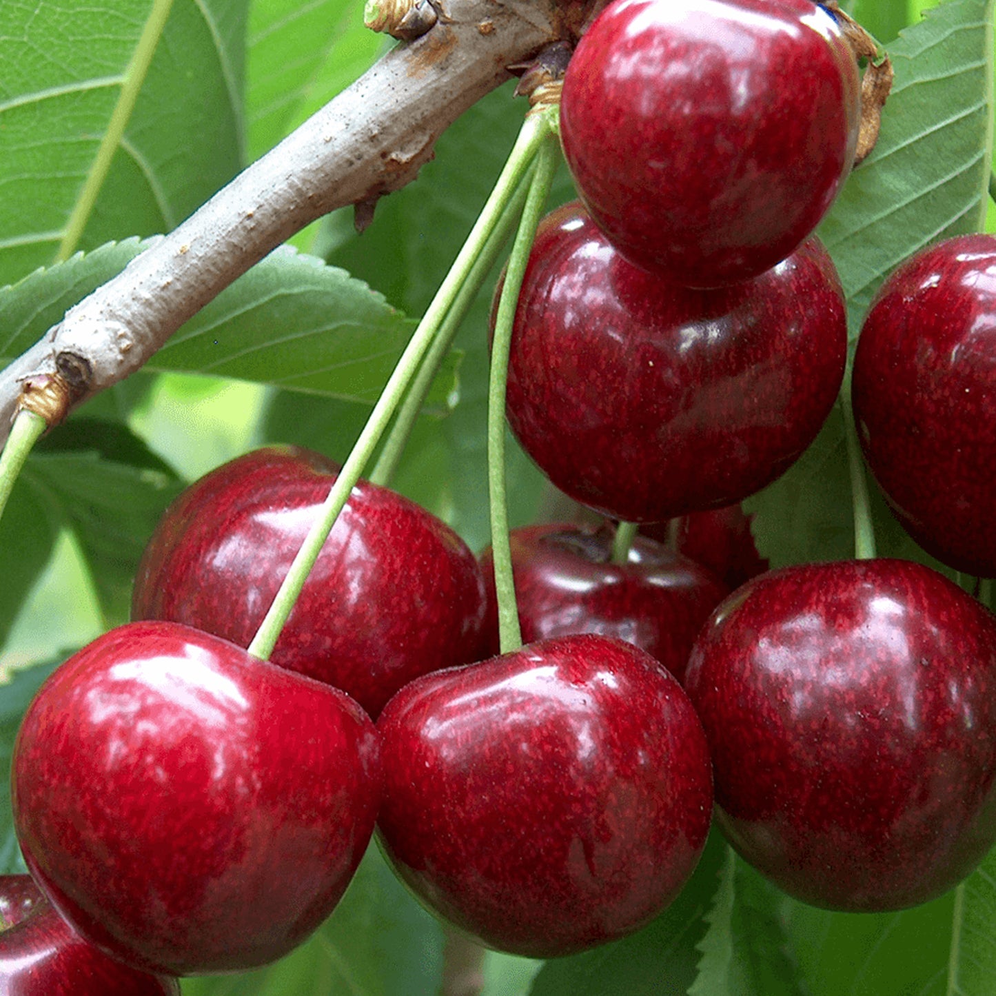 Duo Cherry Patio Tree (5L, 2-3ft)