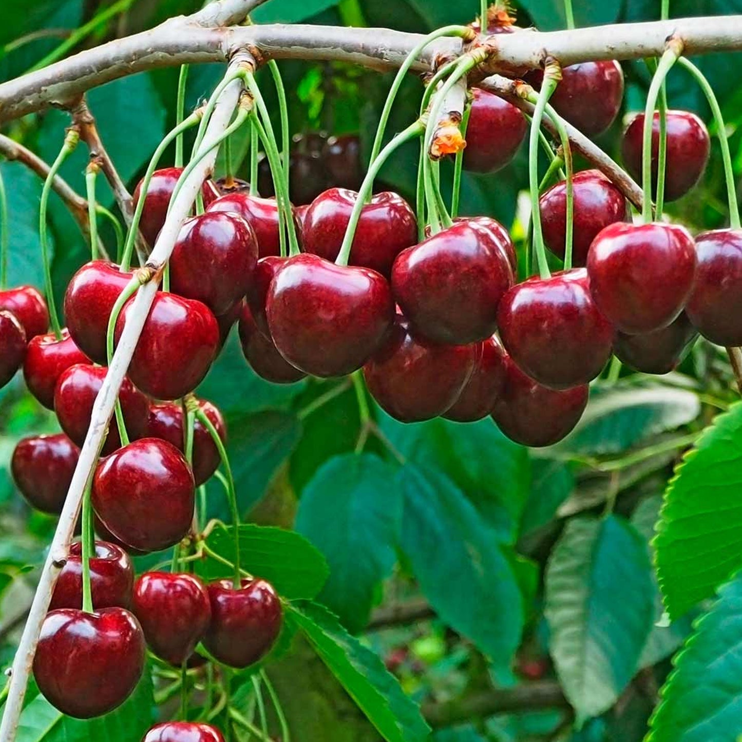 Duo Cherry Patio Tree (5L, 2-3ft)