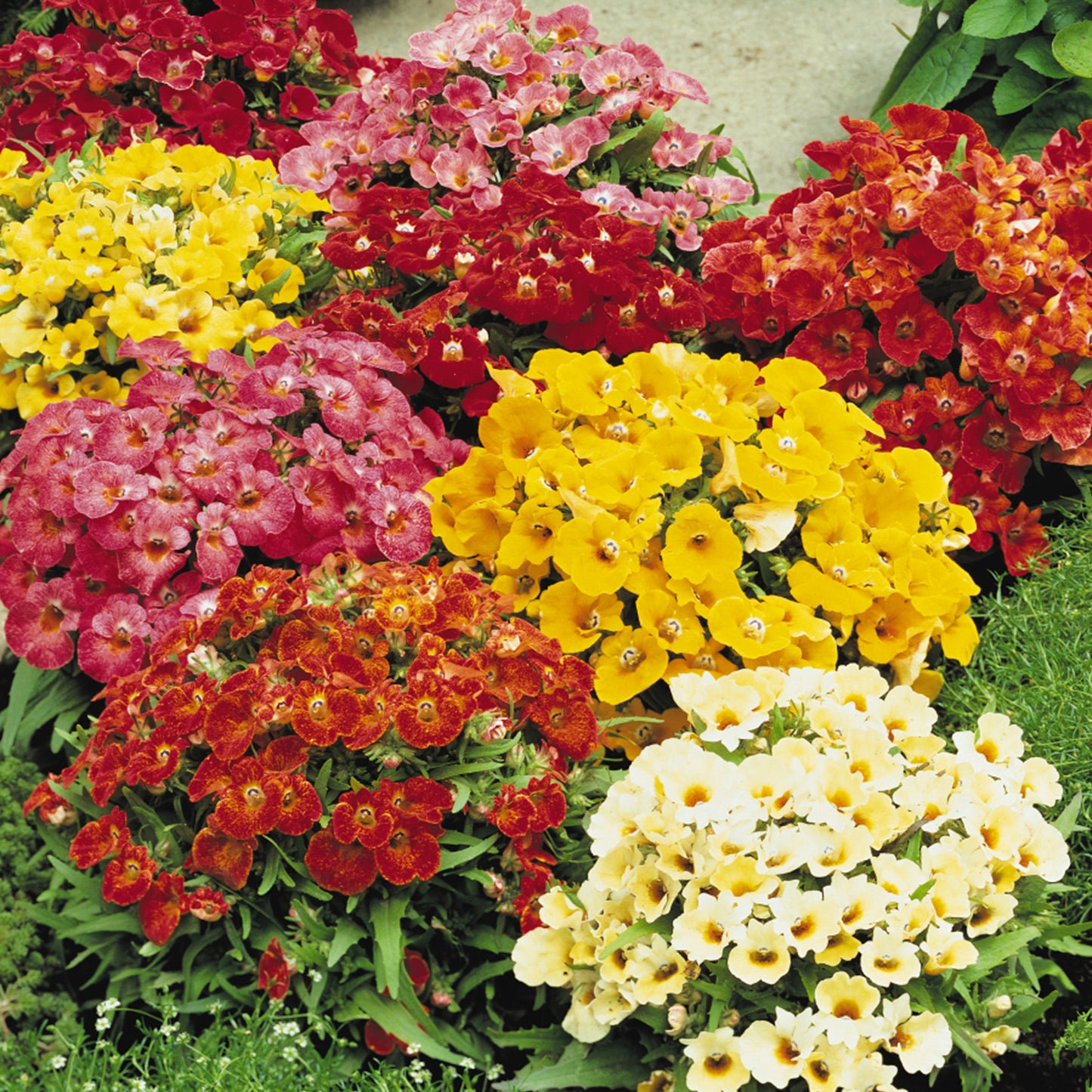 Bedding Plants - Nicotiana F1 Cuba Mixed (6 Pack)