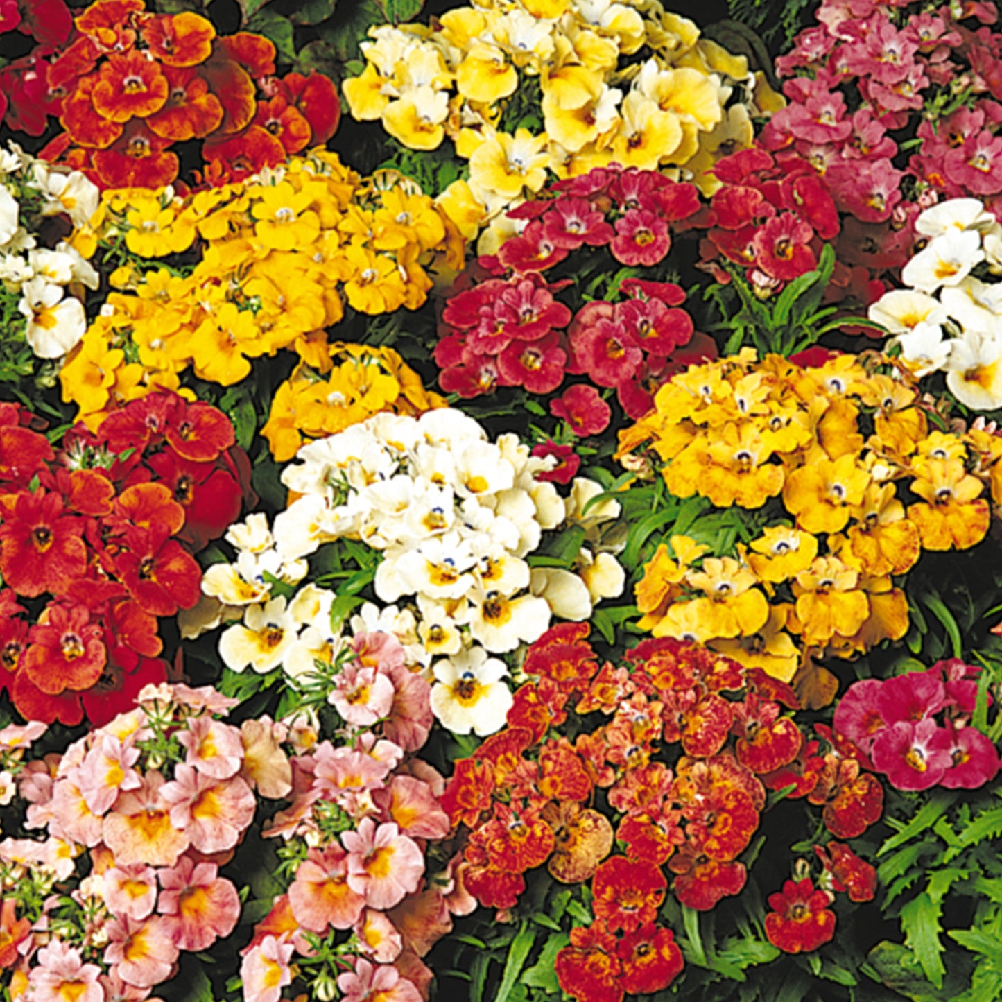 Bedding Plants - Nicotiana F1 Cuba Mixed (6 Pack)