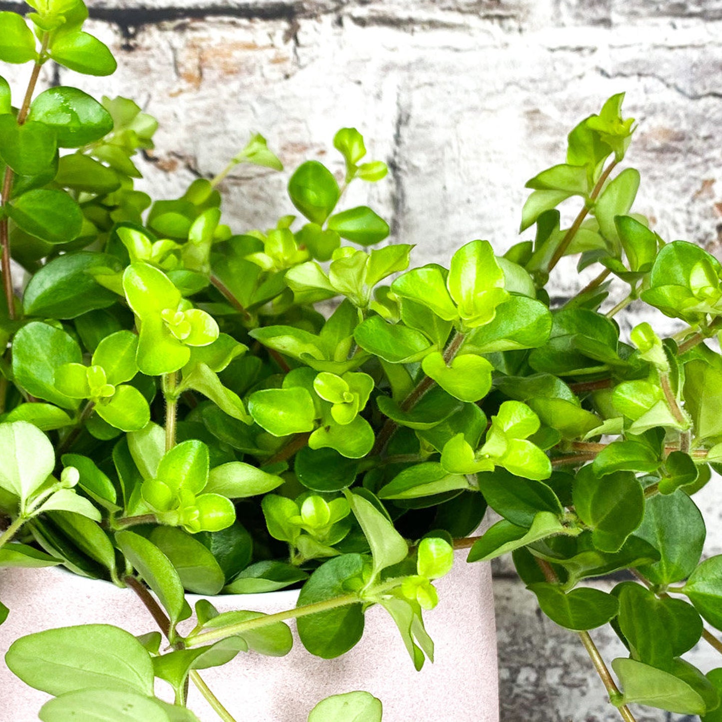 Peperomia rotundifolia