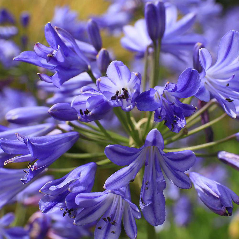 Agapanthus Seastorm (9cm)