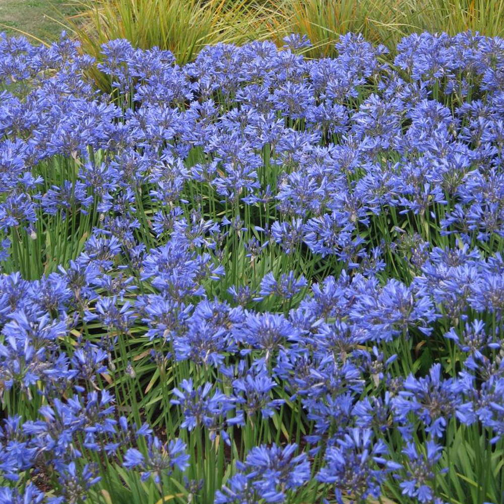 Agapanthus Seastorm (9cm)