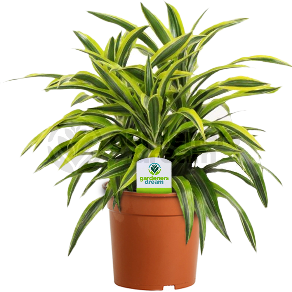 Dracaena Surprise 12cm #1