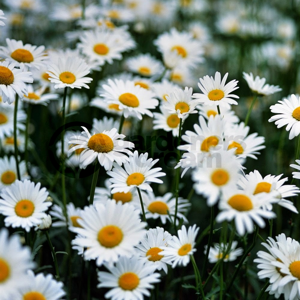 Herb - Chamomile Roman (8cm)