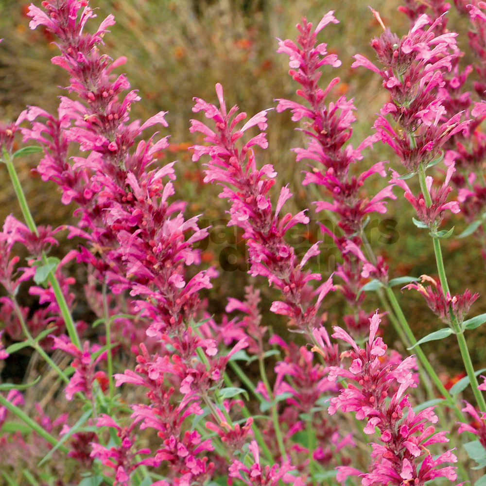 Herb - Hyssop Pink (8cm)