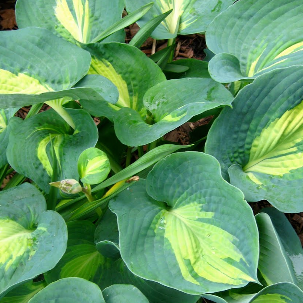 Hosta Dream Queen (9cm)