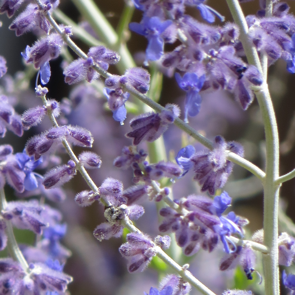 Perovskia Blue Spire (9cm)