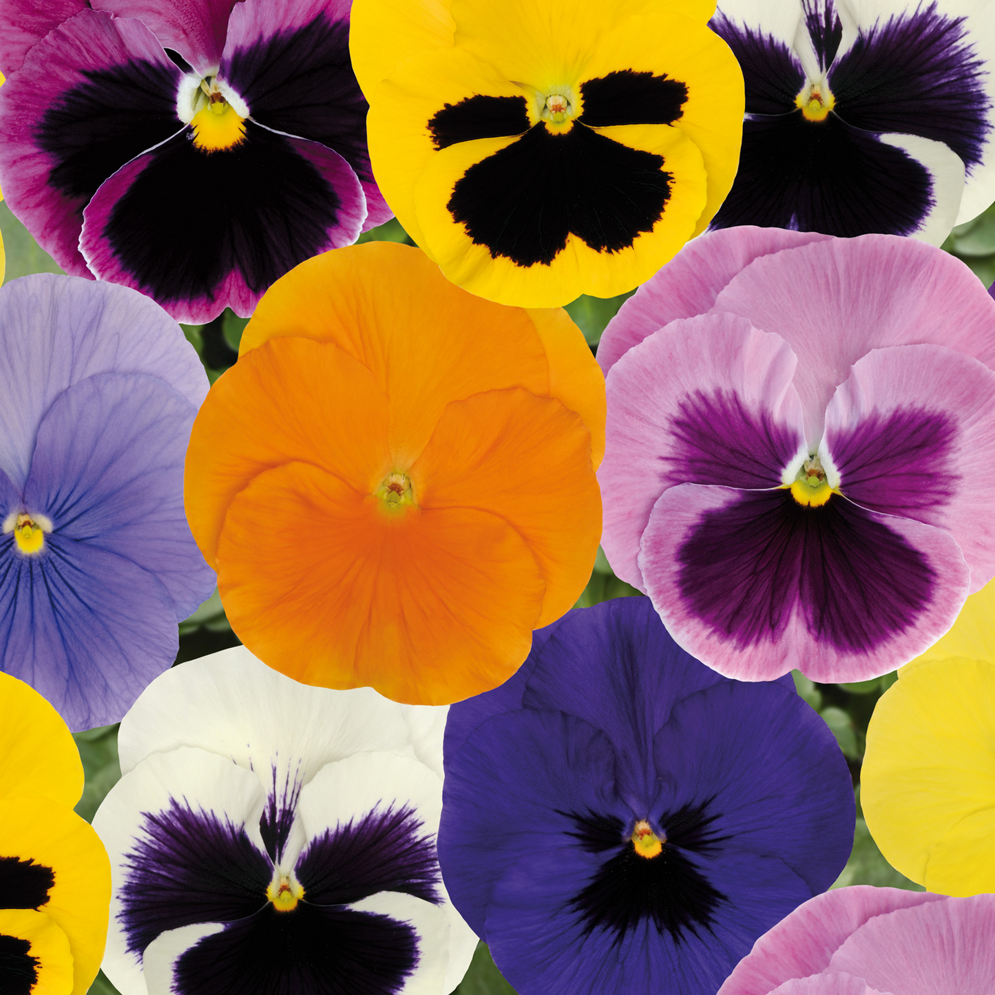 Bedding Plants - Pansy Spring Mix (Carry Six Pack)