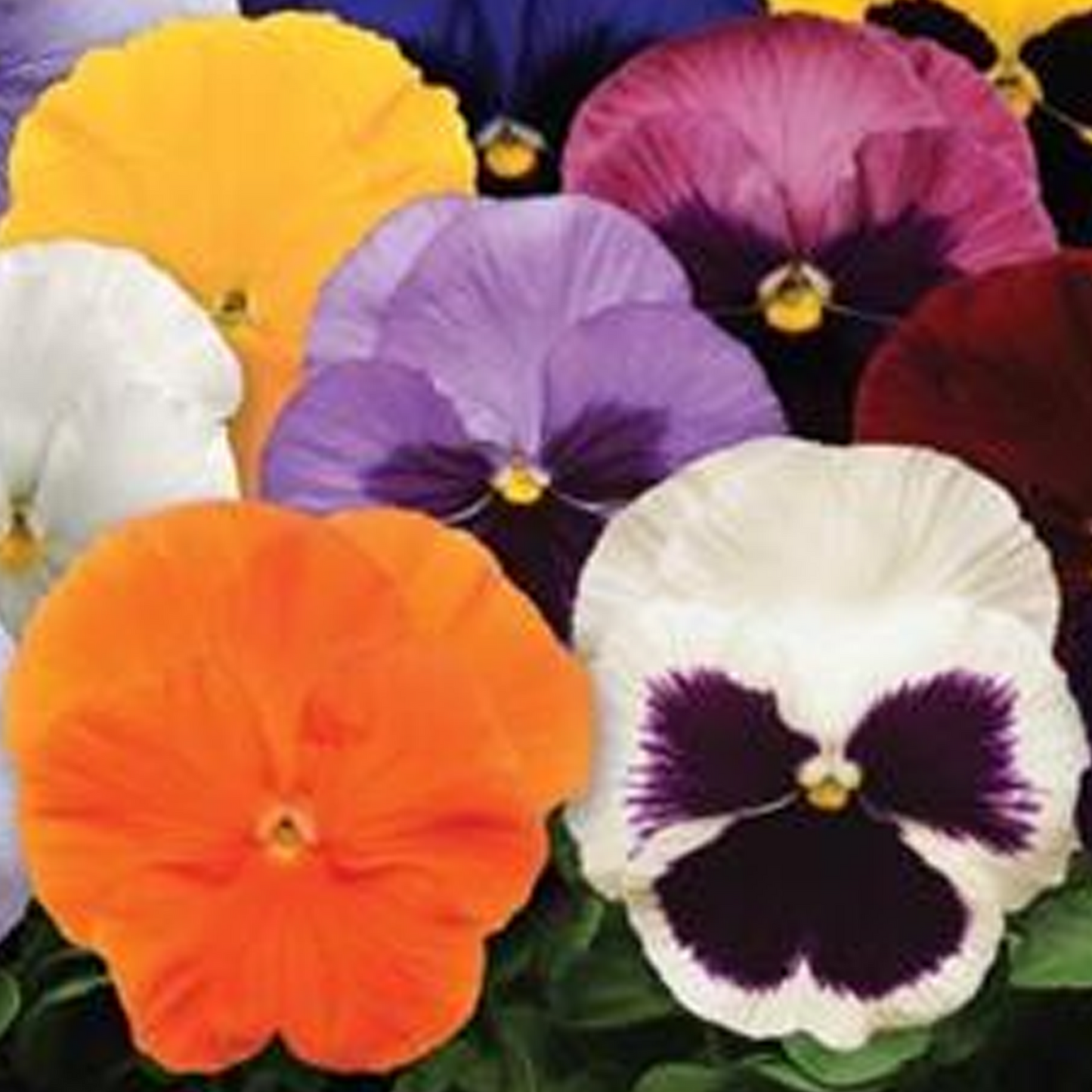 Bedding Plants - Pansy Spring Mix (Carry Six Pack)