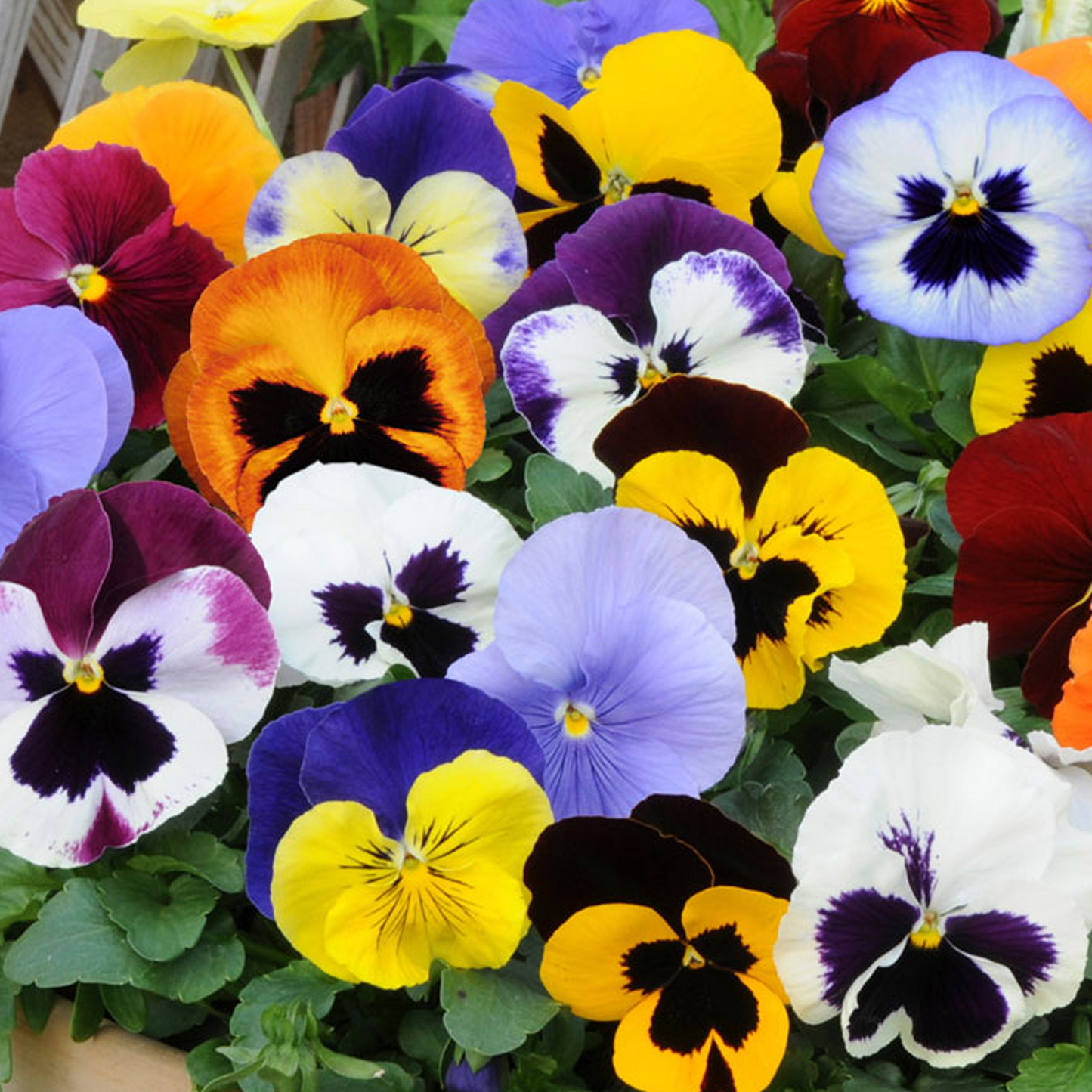 Bedding Plants - Pansy Spring Mix (Carry Six Pack)