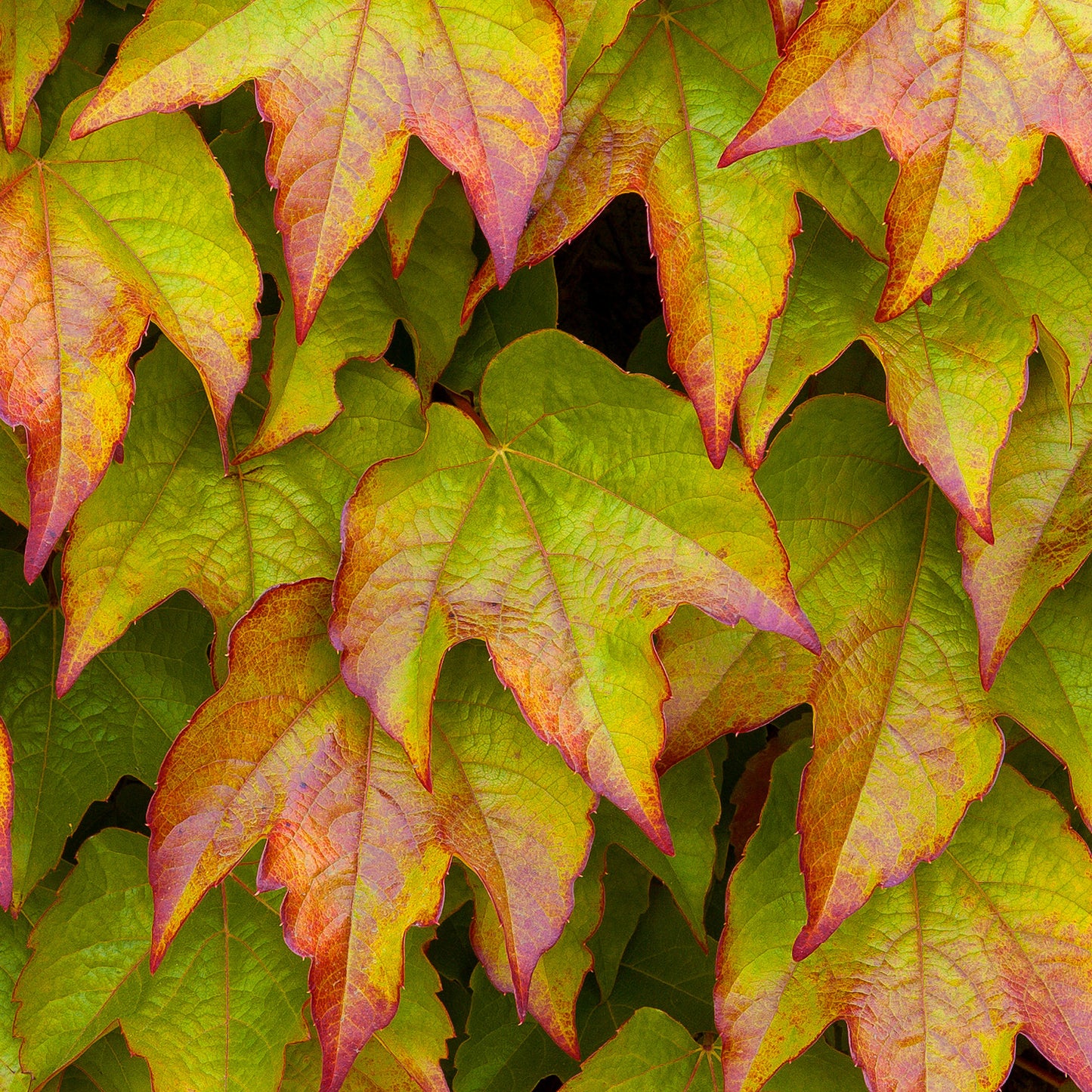 Parthenocissus Veitchii (9cm)