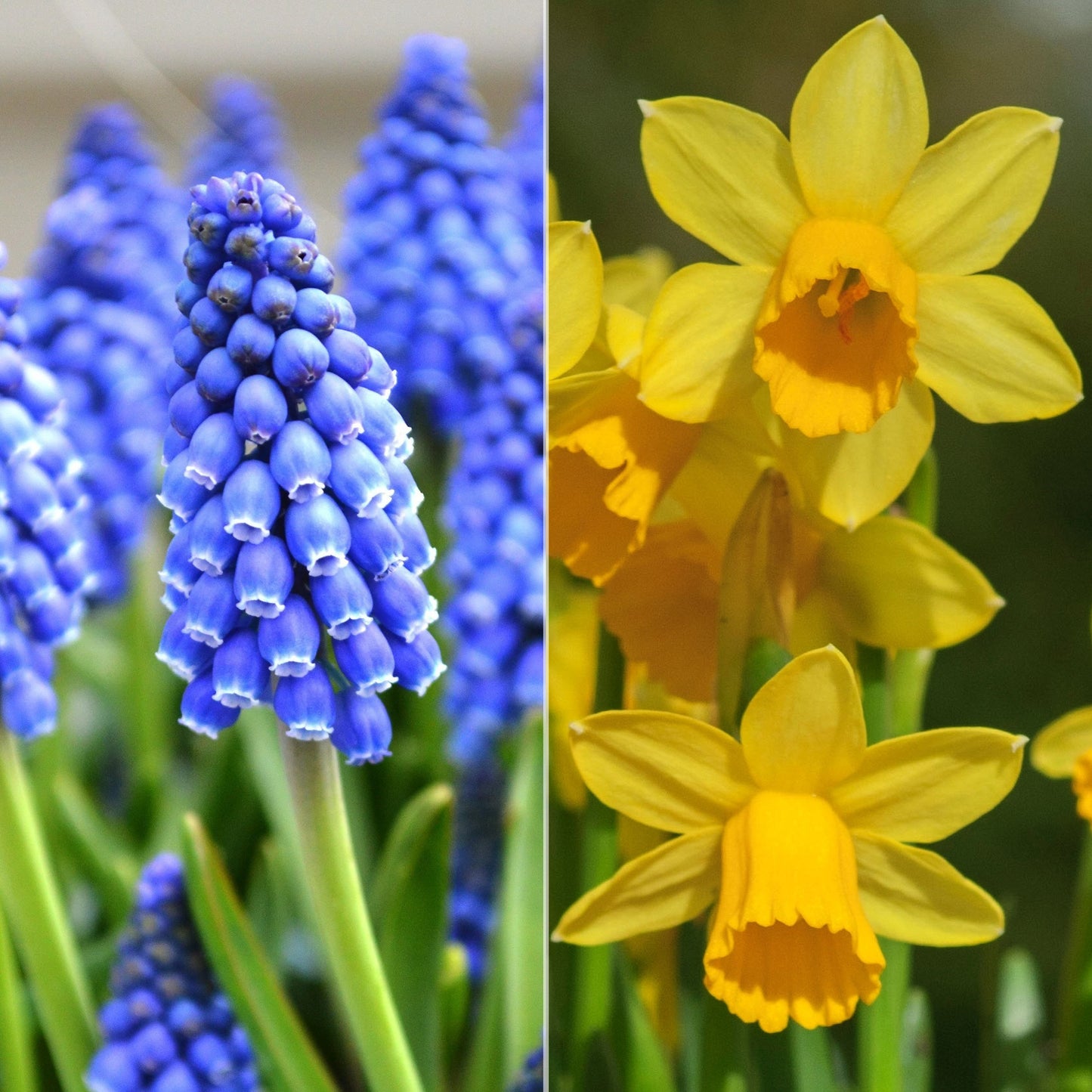 Patio Pack - Narcissus and Muscari (Pack of 25)