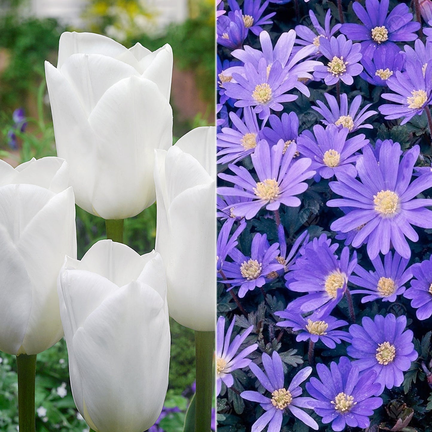 Patio Pack - Anemone Blue and Tulip White (Pack of 20)