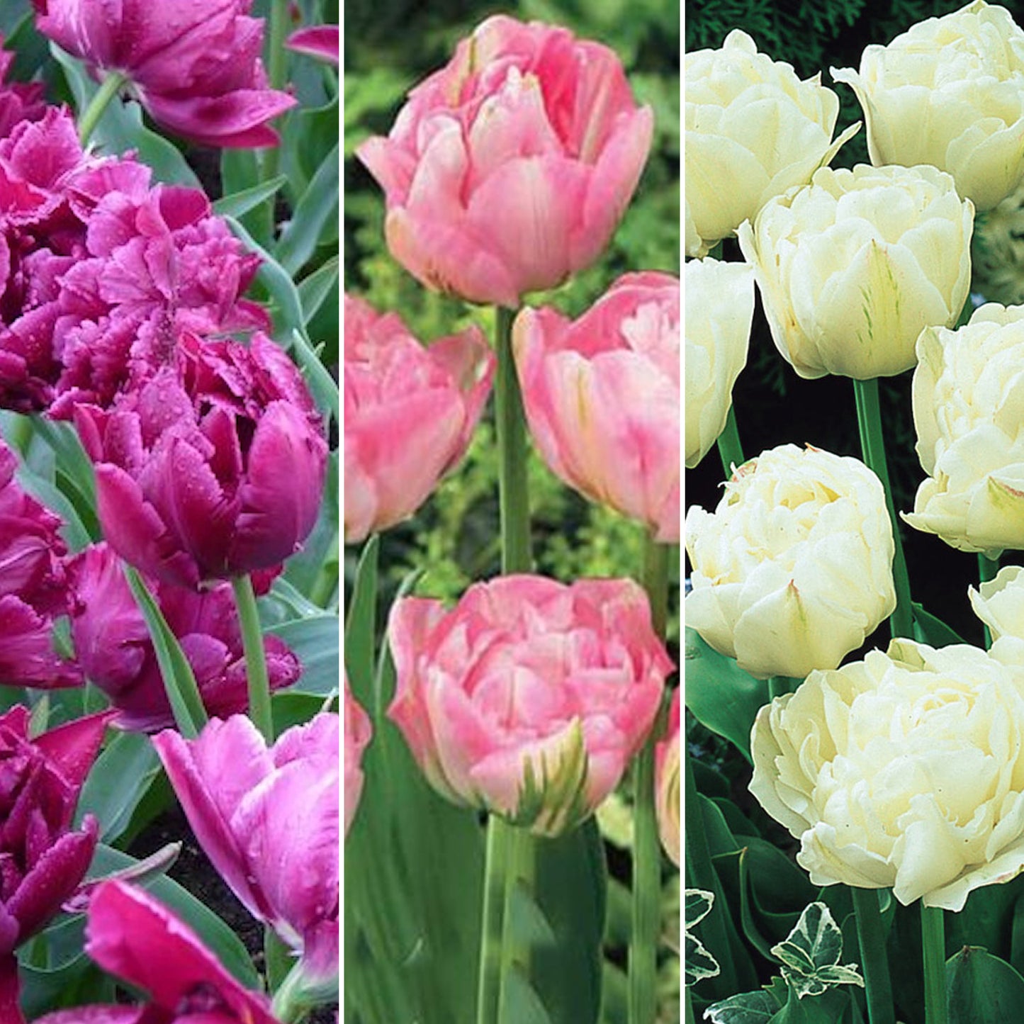 Patio Pack - Tulip Double Pink, Purple and White (Pack of 12)