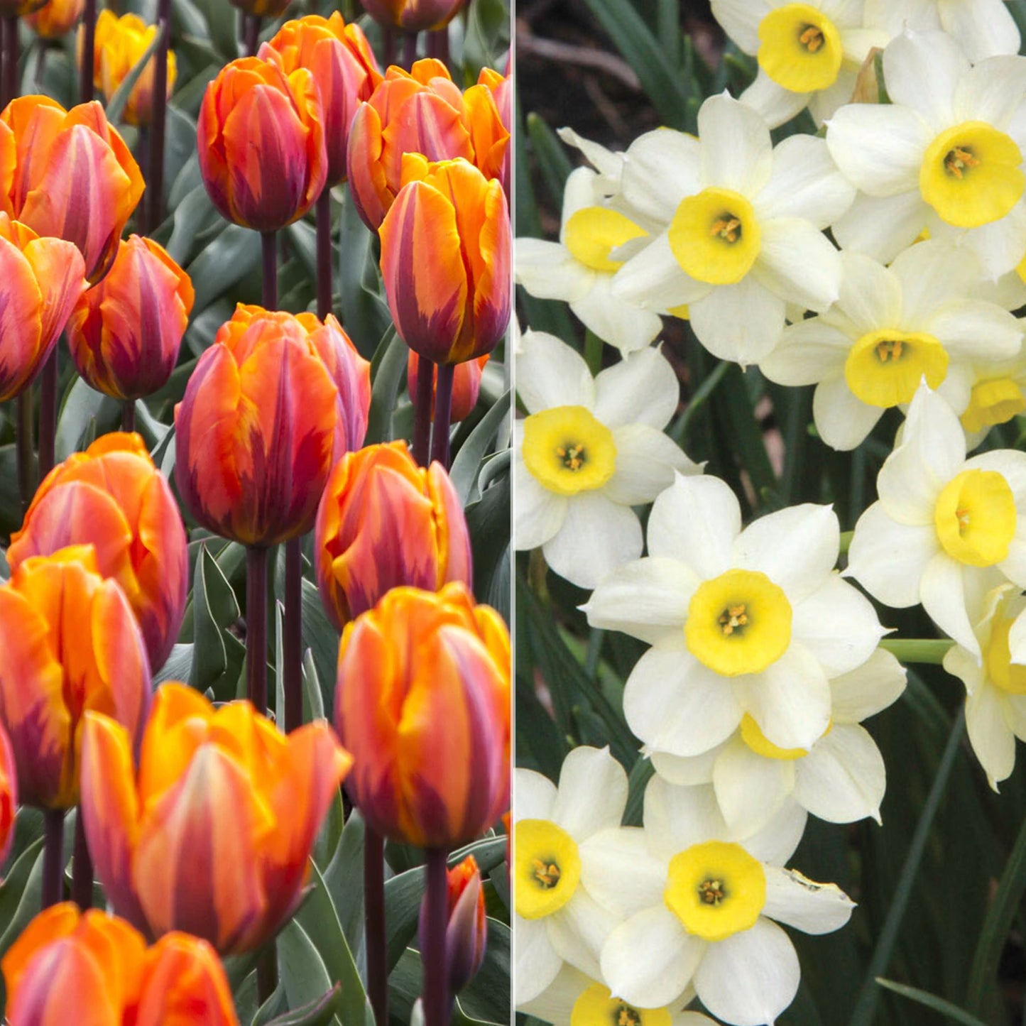Patio Pack - Tulip Orange and Narcissus Cream (Pack of 20)