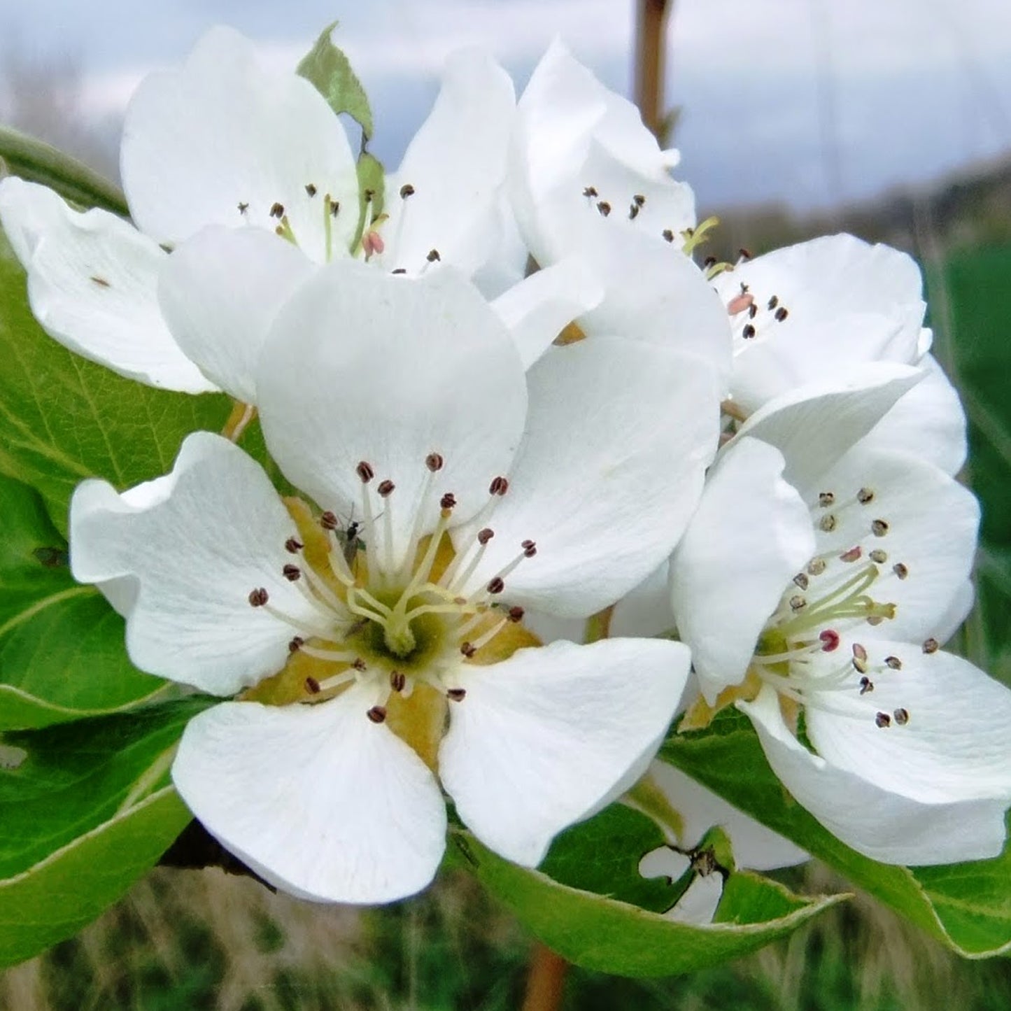 Pear Beth (12L, 4-5ft)