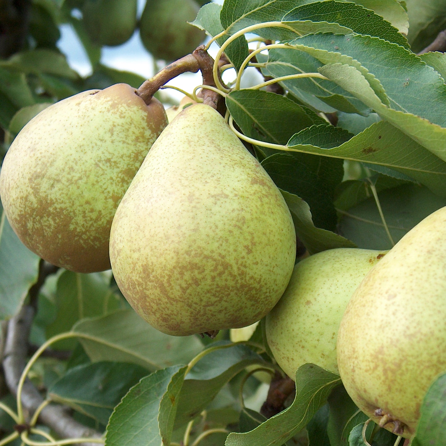 Pear Beth (12L, 4-5ft)
