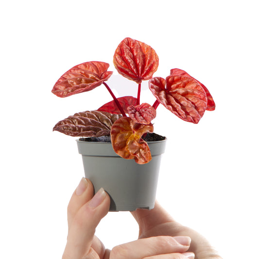 Baby Plants - Peperomia Caperata Quito