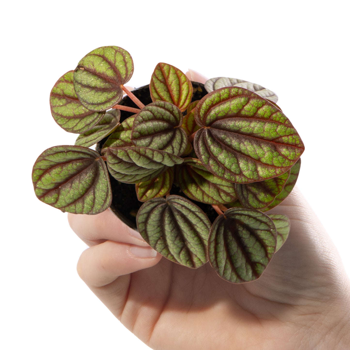 Baby Plants - Peperomia Piccolo Banda