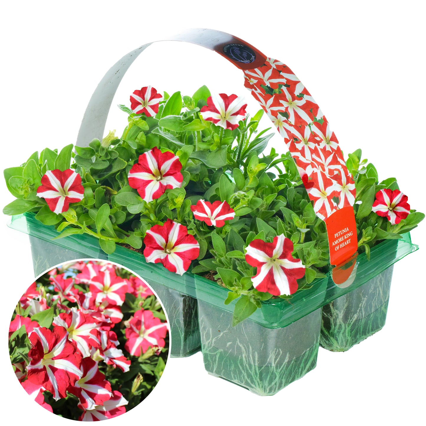 Basket Plants - Petunia Amore King of Hearts (6 Pack)