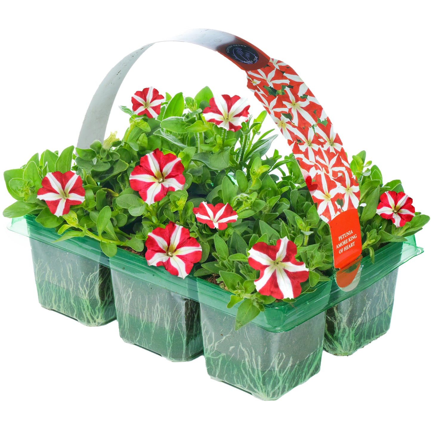 Basket Plants - Petunia Amore King of Hearts (6 Pack)